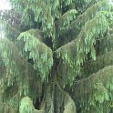 Picea breweriana